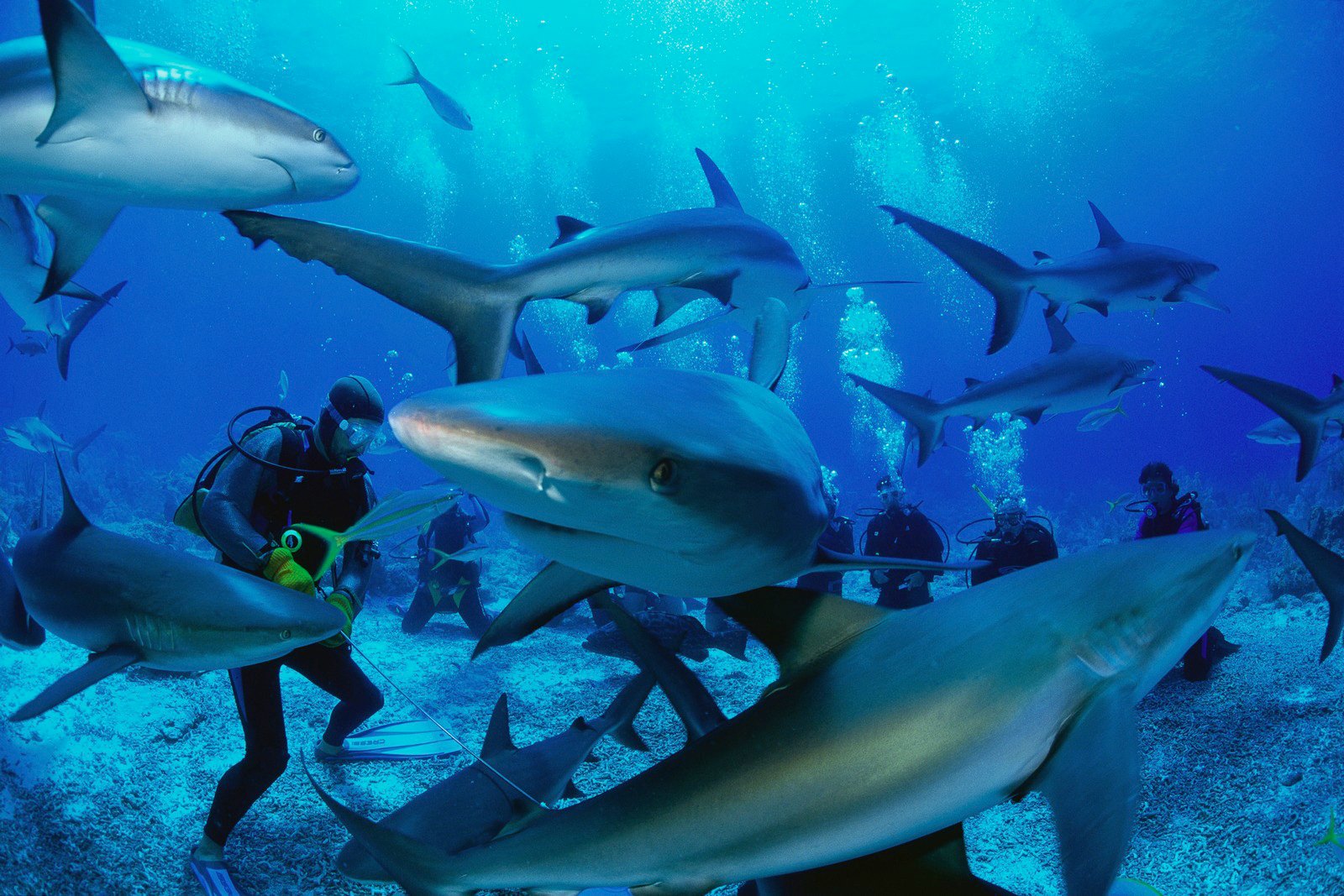 BARE Sales Shop -BARE Sales Shop 981517 10151648075854711 1766682822 o